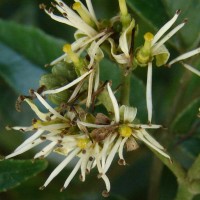 Micromelum minutum (G.Forst.) Wight & Arn.